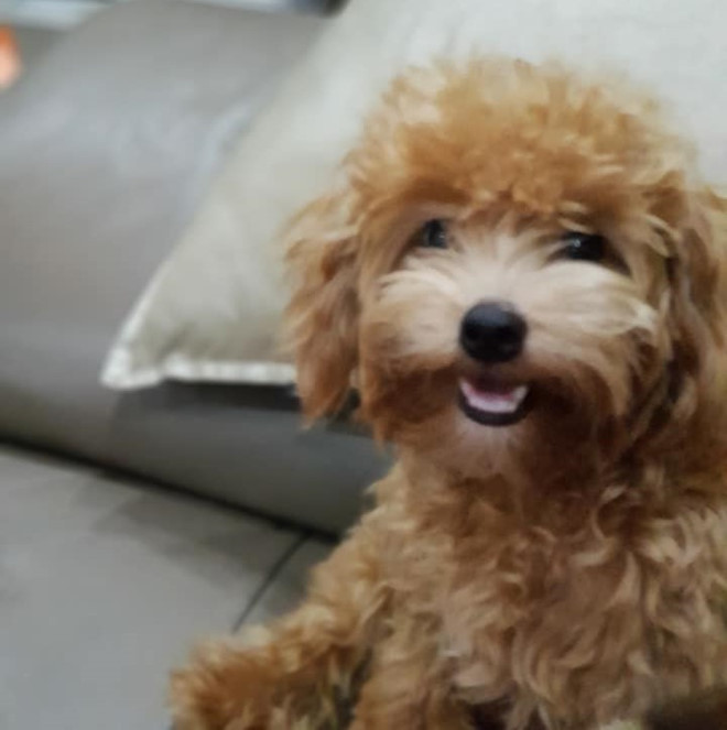 chu_cho_cuu_nguoi