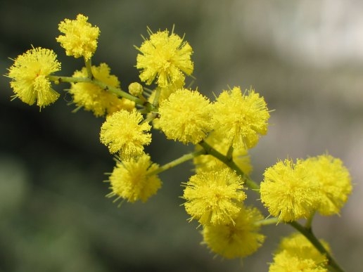 phong-tuc-ki-la-ngay-8-3-hoa-mimosa1