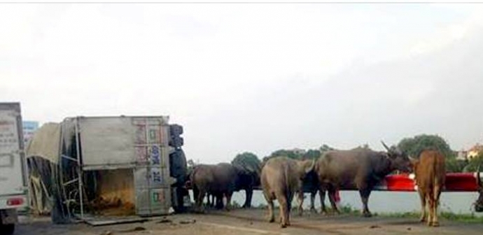 13718523_1943589712534431_4652278768706362790_n-20