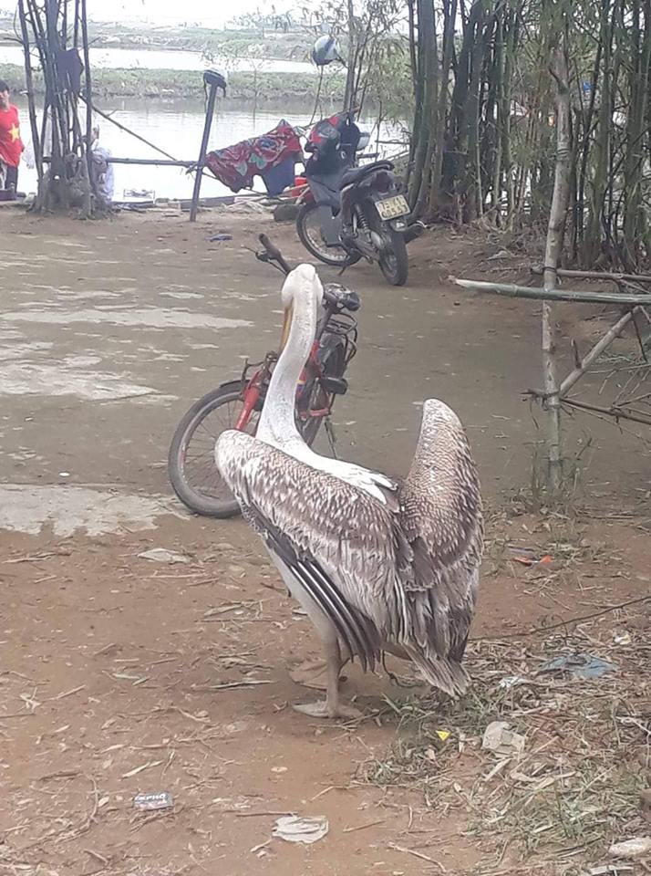 TT-Hue-Dan-bat-duoc-hang-loat-chim-la-nghi-co-gan-