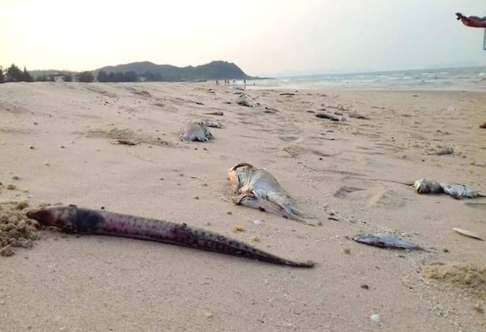 ca-che-hang-loat-0825