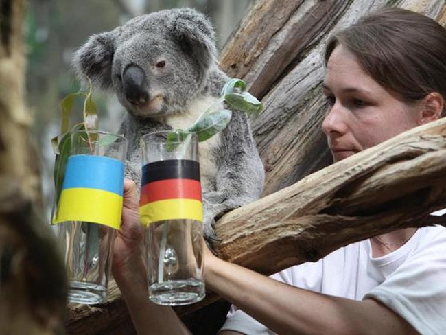 fussball-koala-oder-pinguin-wer-wird-nachfolger-vo