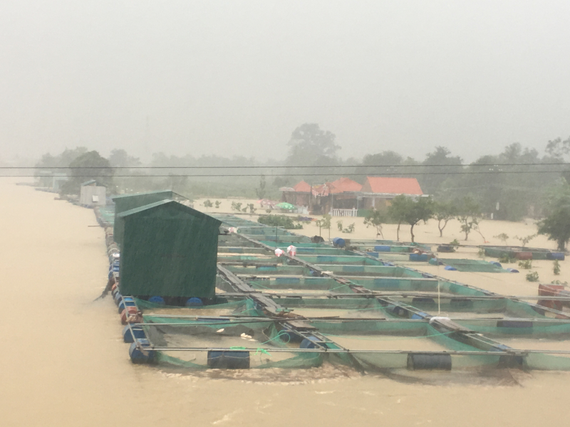 c&aacute;-nu&ocirc;i-lồng-ở-huế-chết-h&agrave;ng-loạt1