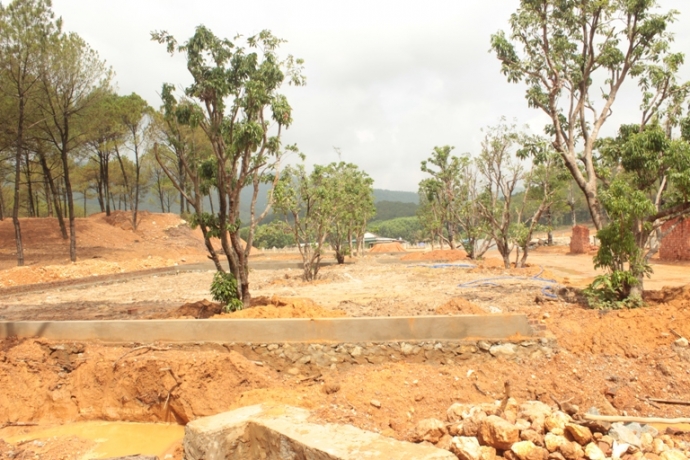 Những c&acirc;y cảnh mọc l&ecirc;n b&ecirc;n cạnh những c&acirc;y th&ocirc;ng nh