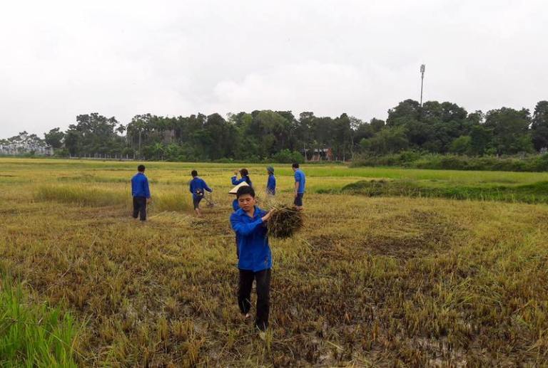 gi&uacute;p d&acirc;n thu hoạch l&uacute;a