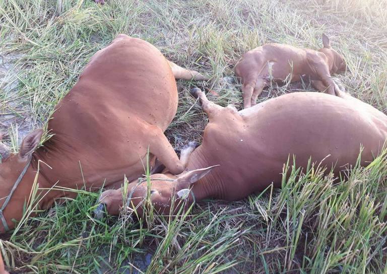 21463395_870435149798788_6126476915498015350_n