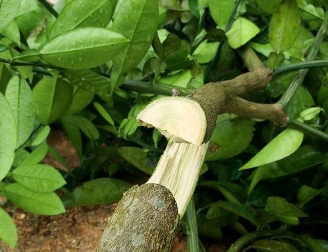 30124442_1979109989073630_4369779415773609984_n