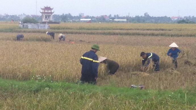 Lực lượng c&ocirc;ng an gi&uacute;p d&acirc;n gặt l&uacute;a chống b&atilde;o - Cop