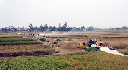 N&ocirc;ng d&acirc;n huyện Kiến Thụy thu hoạch l&uacute;a trước khi b