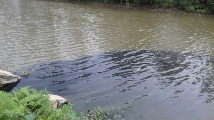 Nước từ cống xả của CCN T&acirc;n Li&ecirc;n đầu độc d&ograve;ng k&ecirc;nh