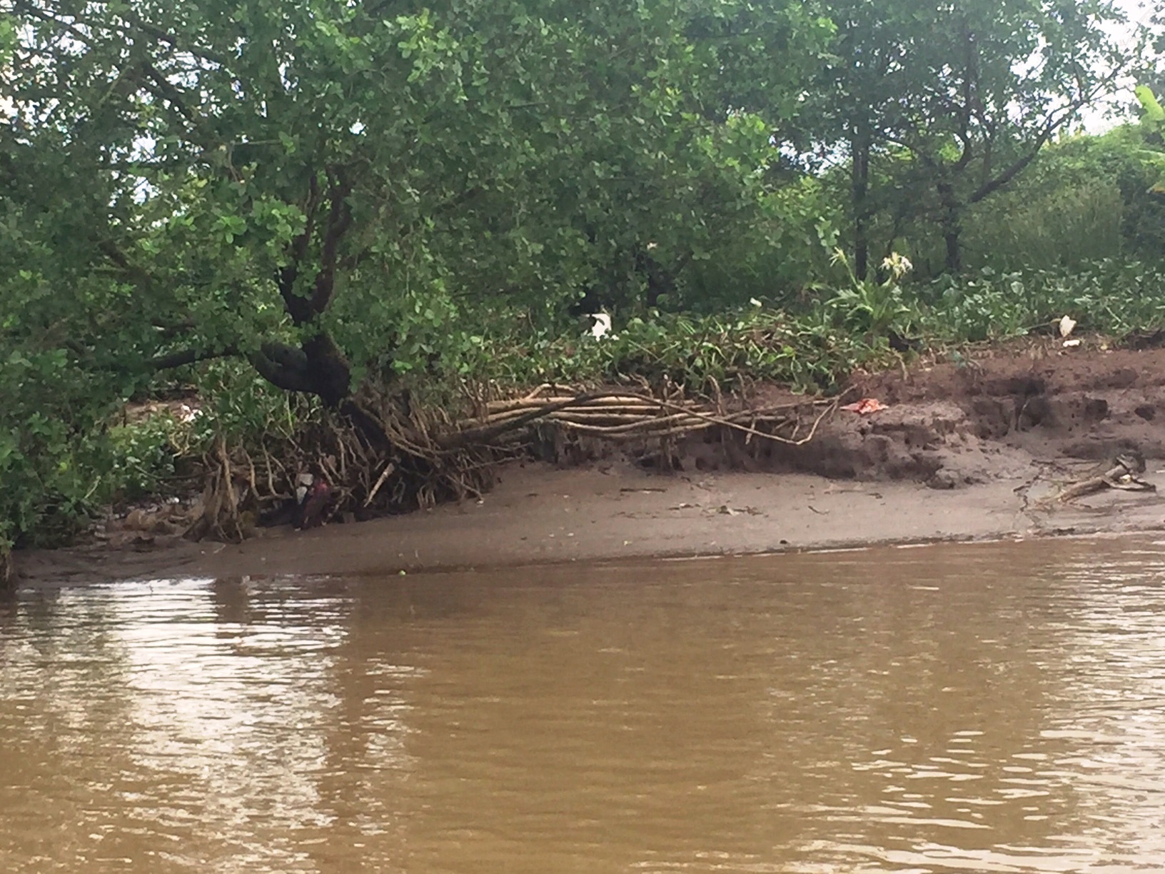 Nhiều gốc c&acirc;y rừng ph&ograve;ng hộ s&ocirc;ng Văn &Uacute;c trơ rễ do 