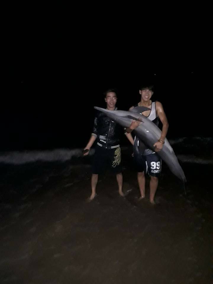 cá heo ĐS