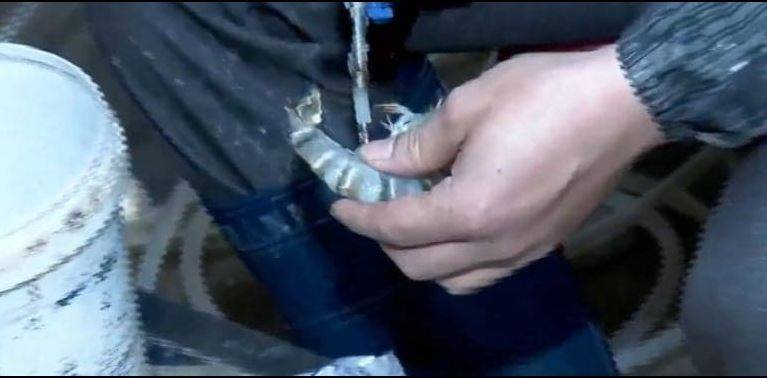 rung-minh-canh-bom-tap-chat-lam-tom-tuoi-lai-khi-d