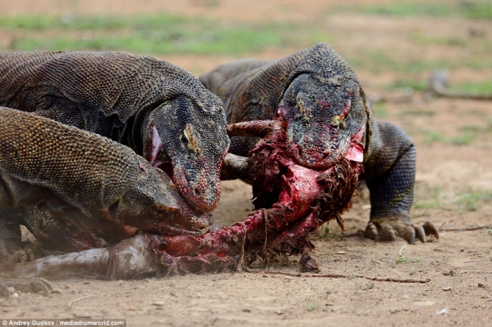 Rồng Komodo khi đang tranh ăn sẽ rất nguy hiểm với