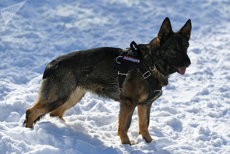 Trung t&acirc;m Cảnh khuyển Bộ Nội vụ Nga ở Moscow