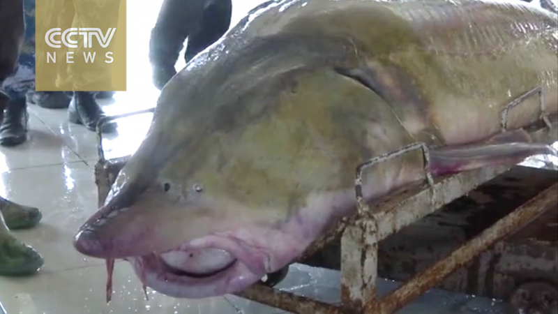 Một con c&aacute; tầm Kaluga từng bị đ&aacute;nh bắt ở Trung Quố
