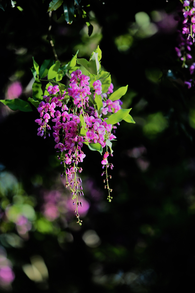 Hoa th&agrave;n m&aacute;t 4