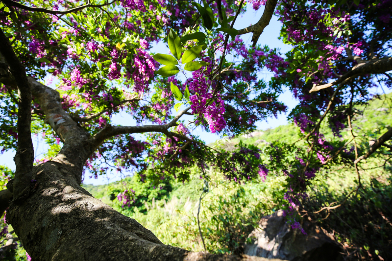 Hoa th&agrave;n m&aacute;t 2