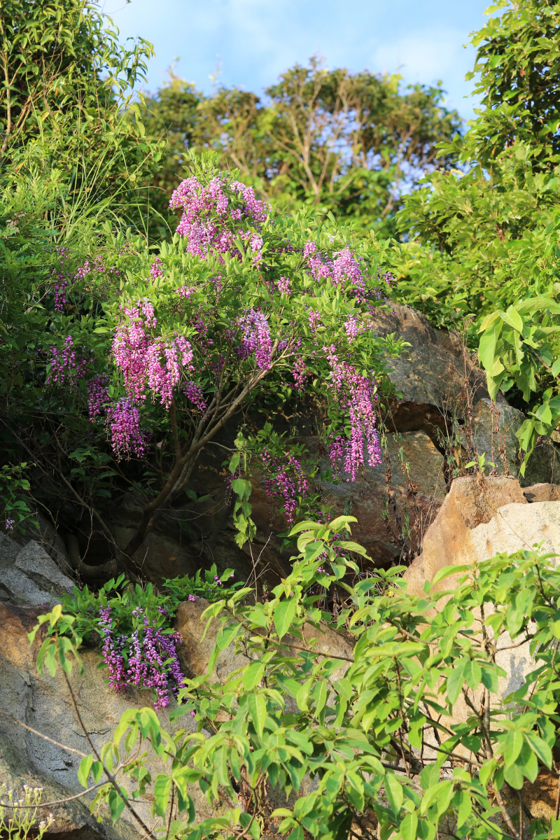 Hoa th&agrave;n m&aacute;t 3