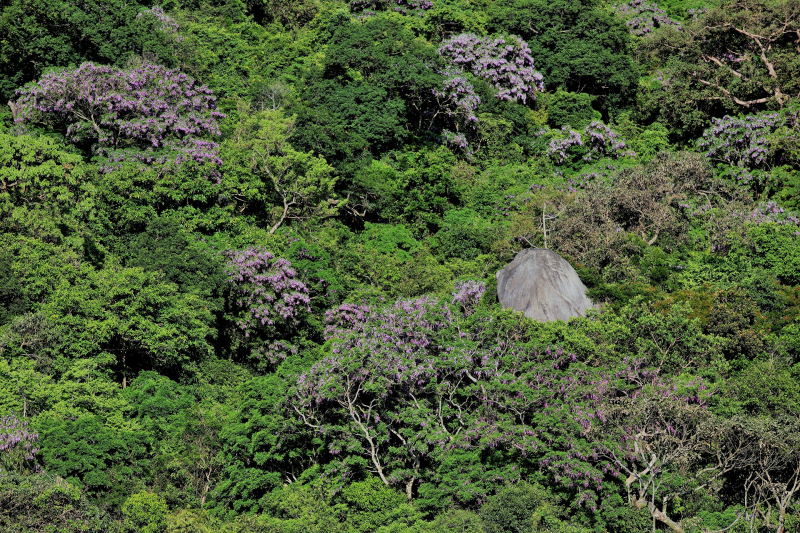 hoa th&agrave;n m&aacute;t 1