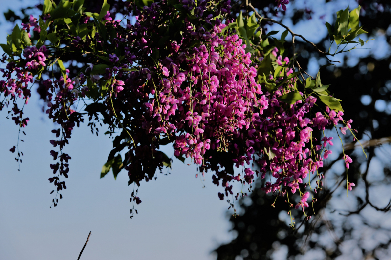 Hoa th&agrave;n m&aacute;t 8