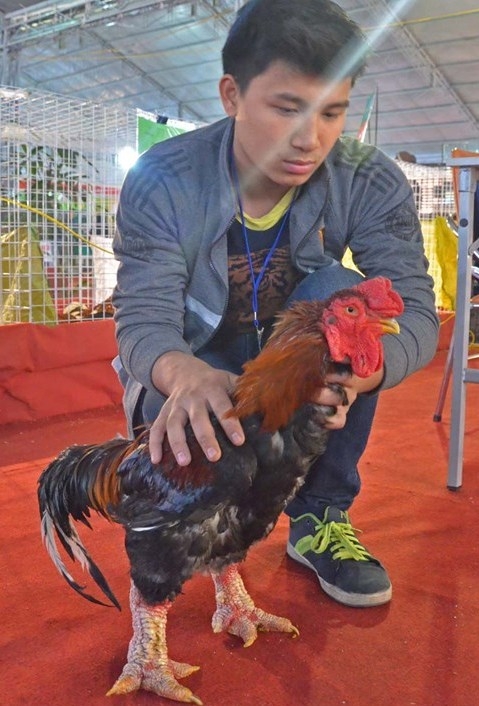 G&agrave; Đ&ocirc;ng Tảo được ch&agrave;o b&aacute;n 10 triệu đồng.