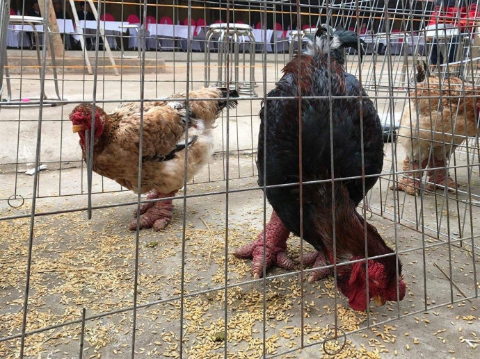 15820599_1209846305729164_1325832274_o