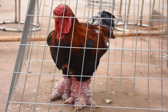 15824579_1209772559069872_1509864129_o