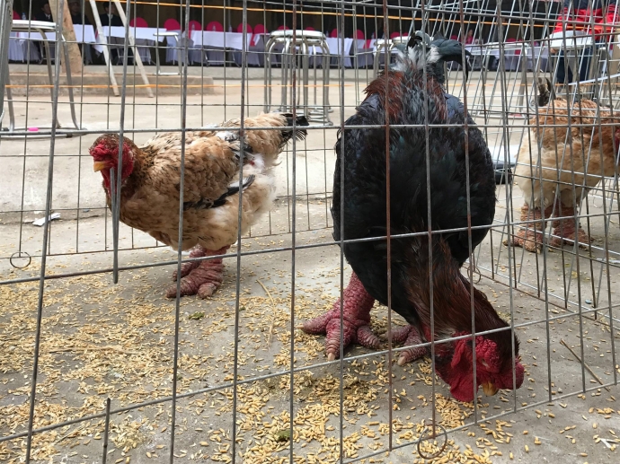 15823863_1330394756982549_1007228144_o