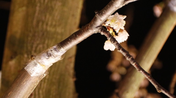 ban-tre-khoe-sac-cung-hoa-anh-dao-da-nang-8