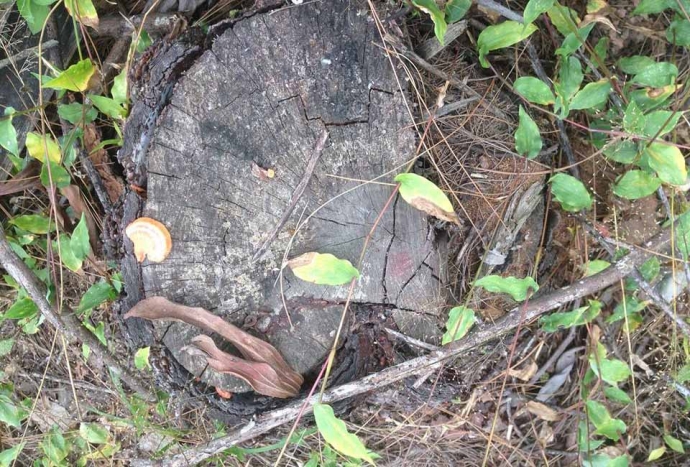 tan-pha-rung-thong-thien-an (2)