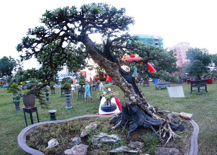 canh-doc-binh-dinh-9