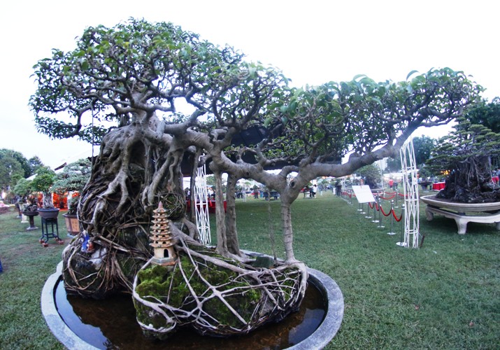 canh-doc-binh-dinh-10