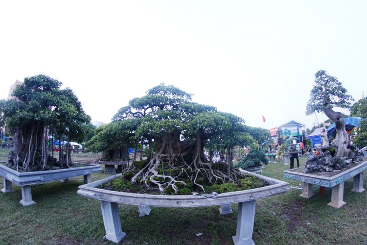 canh-doc-binh-dinh-11