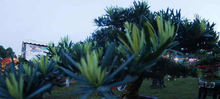 canh-doc-binh-dinh-13