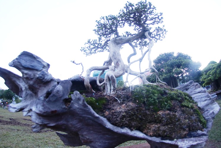 canh-doc-binh-dinh-14