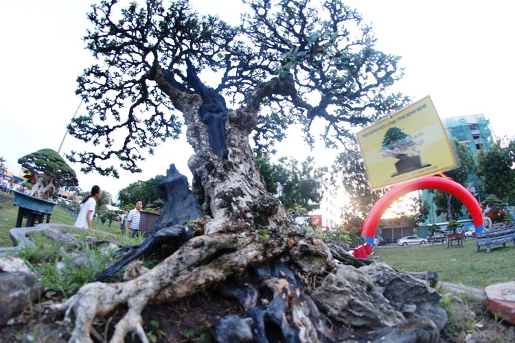 canh-doc-binh-dinh-18