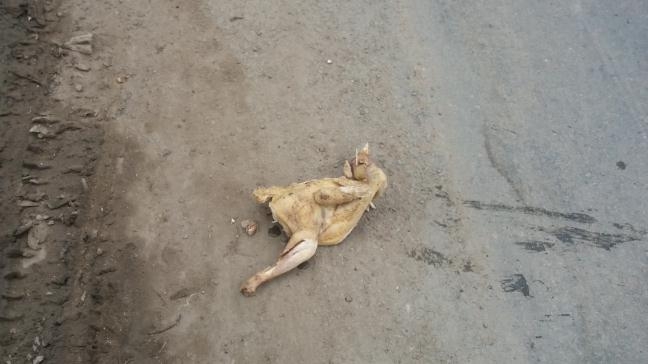 2-doi-tuong-cuop-ga-cung-co-hon-gay-tai-nan-khien3