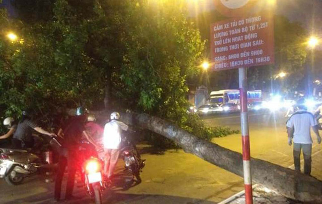 do-cay-tren-duong-pham-van-dong-2-copy-15034966822