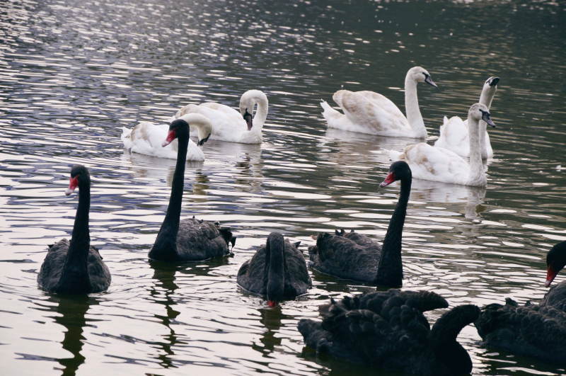 062504-thien-ng-o-ho-guom-bi-bat