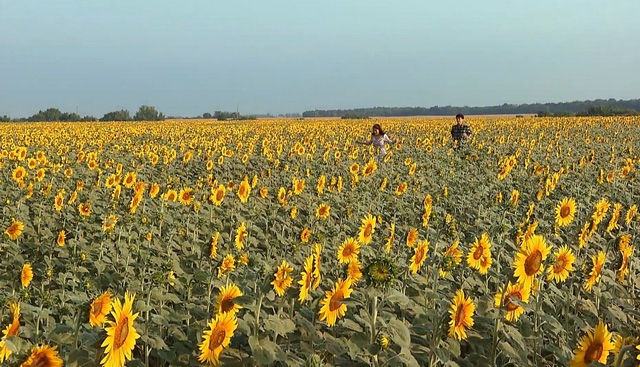 3-1517920006363183267799