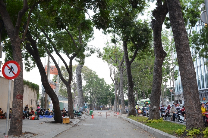 16 c&acirc;y Sọ khỉ tr&ecirc;n đường T&ocirc;n Đức Thắng đoạn gần Nh