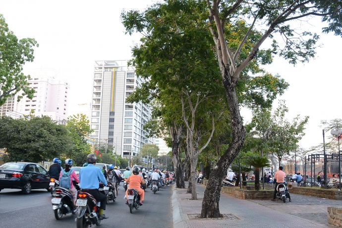 316 c&acirc;y xanh đoạn từ c&ocirc;ng trường M&ecirc; Linh tới đường