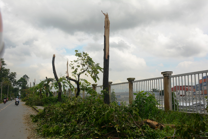 H&agrave;ng trăm c&acirc;y xanh tr&ecirc;n đường 12, P. Linh Xu&acirc;n, Q.