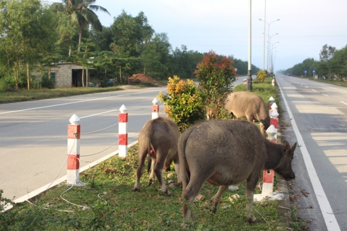 Trau- bo- gam- hang- loat- coc- be- tong- tren- du