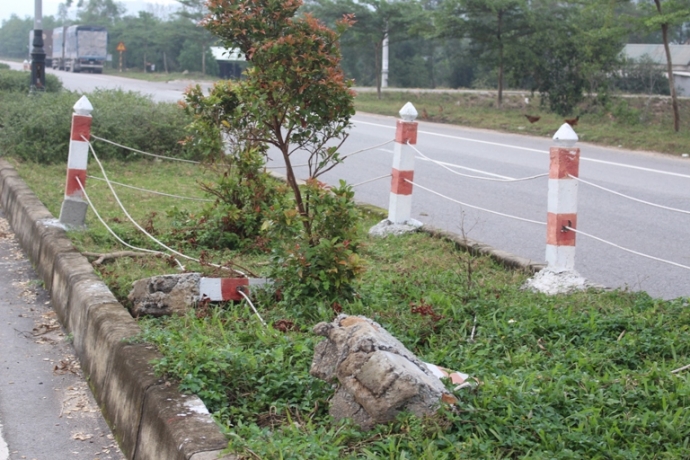 Trau- bo- gam- hang- loat- coc- be- tong- tren- du