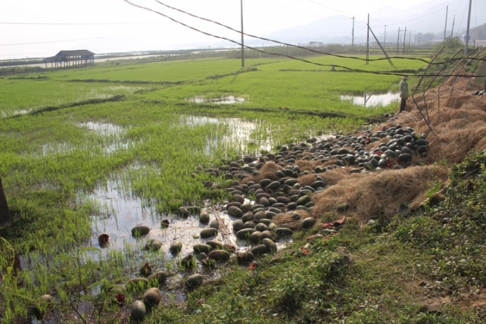 Xe- tai- huc- cot- dien- ben- QL1- hang- tan- dua-