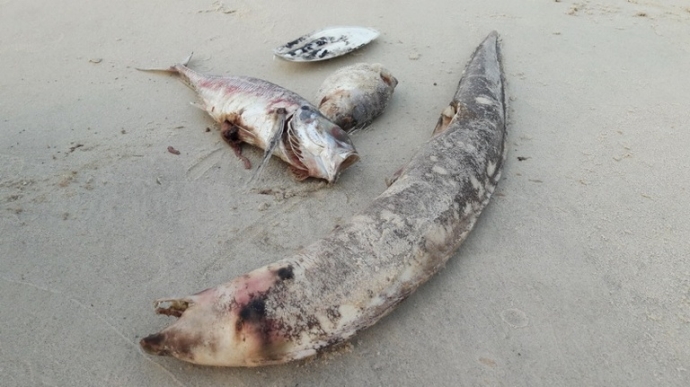 Ca- chet- bat- thuong- dem- an- co- nguy- hai- 3