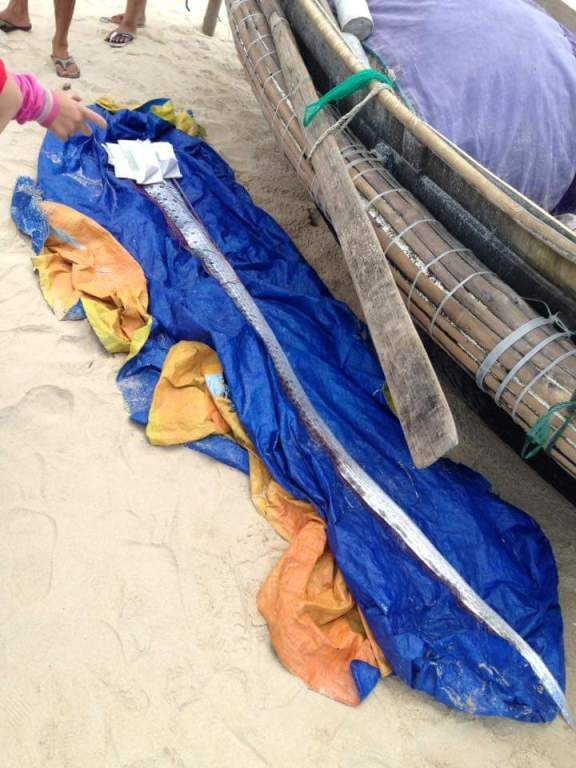 Ca- mai- cheo- khong- lo- dat- vao- bo- bien- Thua