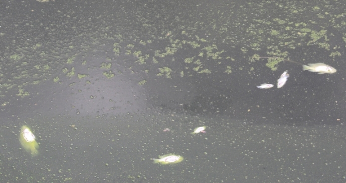 Ca- chet- hang- loat- noi- lenh- benh- boc- mui- t